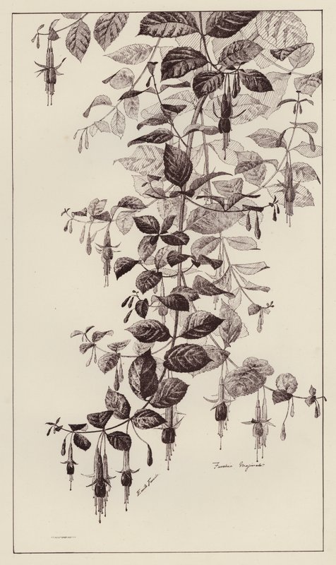 Fuschia Maginata (litho) بواسطة المدرسة الأوروبية