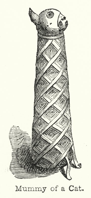 Mummy of a Cat (engraving) بواسطة المدرسة الأوروبية