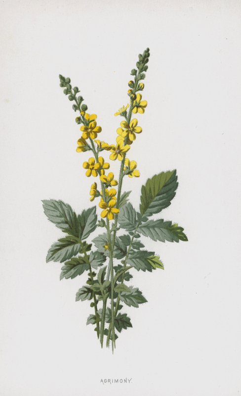 Agrimony (chromolitho) بواسطة فريدريك إدوارد هولم