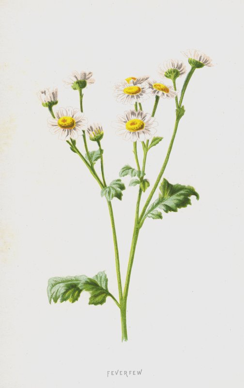 حمى (chromolitho) بواسطة فريدريك إدوارد هولم
