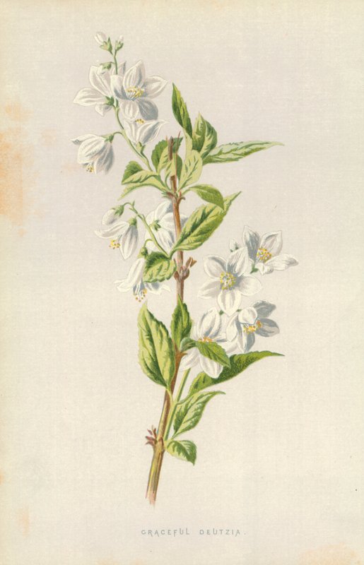 Deutzia رشيقة بواسطة فريدريك إدوارد هولم
