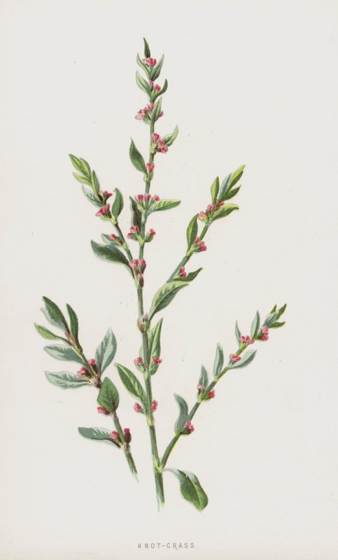 عقدة - عشب (chromolitho) بواسطة فريدريك إدوارد هولم