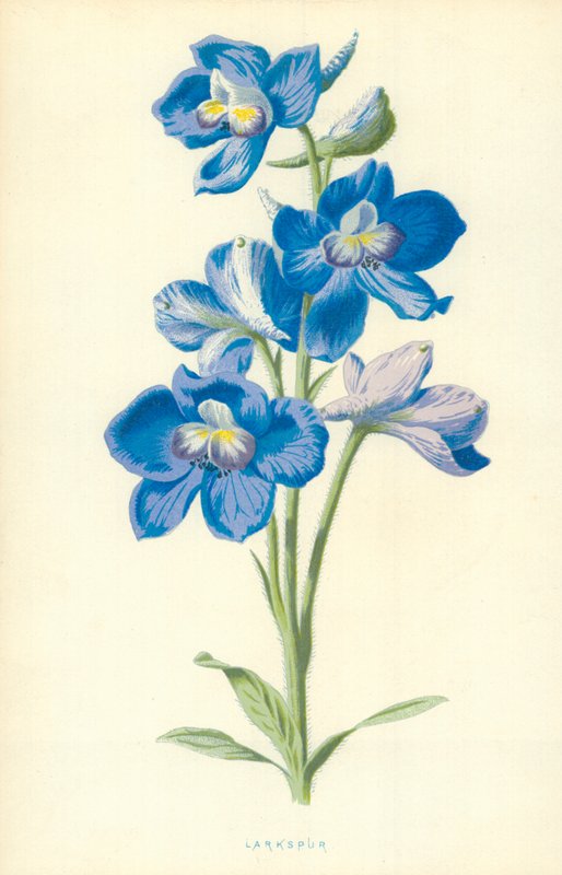 Larkspur بواسطة فريدريك إدوارد هولم