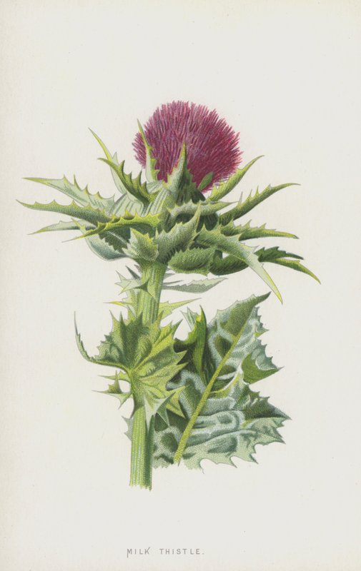 الشوك الحليب (chromolitho) بواسطة فريدريك إدوارد هولم