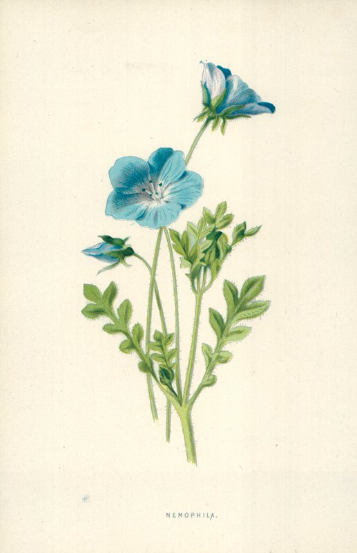Nemophila بواسطة فريدريك إدوارد هولم