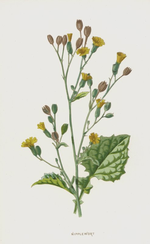 Nipplewort (chromolitho) بواسطة فريدريك إدوارد هولم