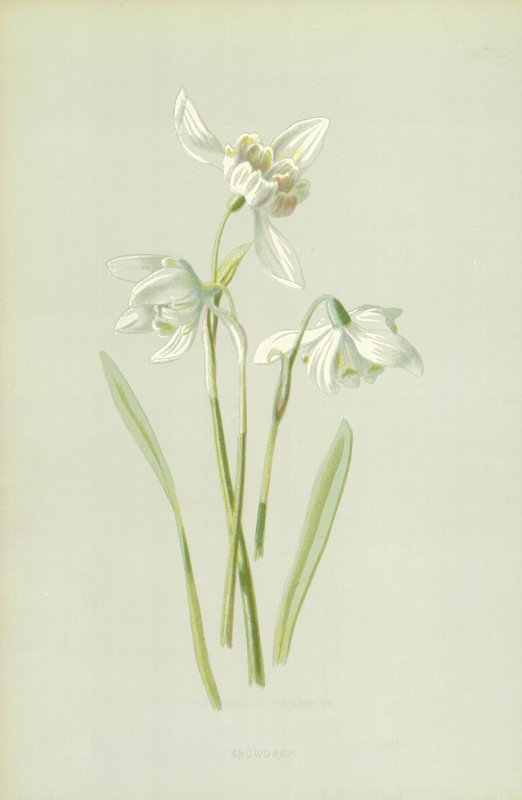 Snowdrop بواسطة فريدريك إدوارد هولم