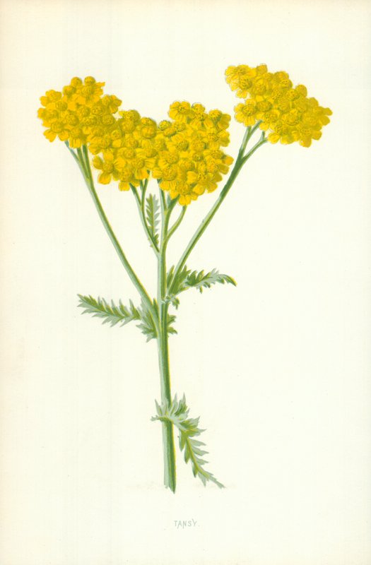 Tansy بواسطة فريدريك إدوارد هولم