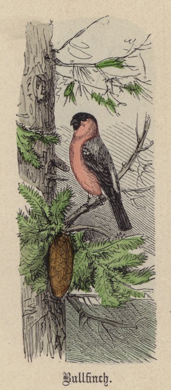 Bullfinch (نقش ملون) بواسطة فريدريش سبيشت
