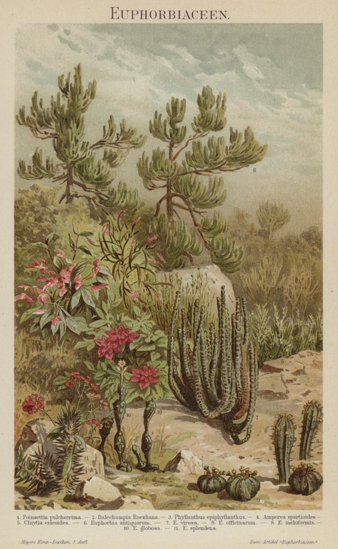 Euphorbias (لون ليثو) بواسطة المدرسة الألمانية
