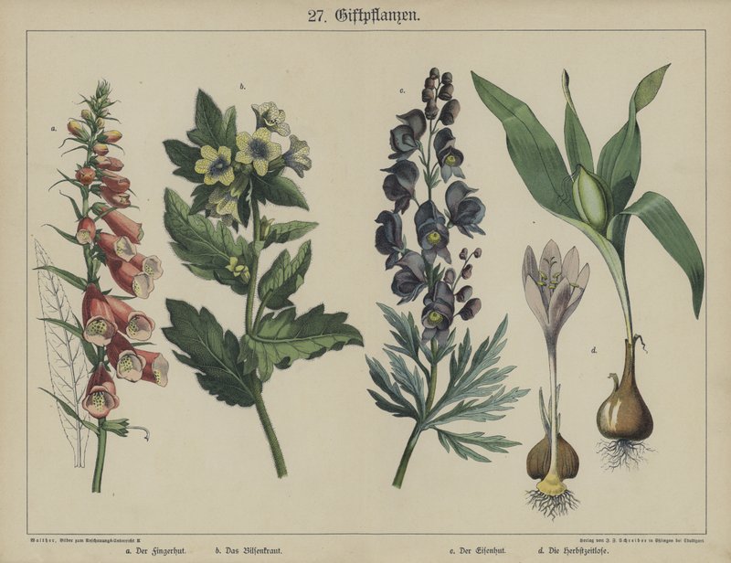 Plants (colour litho) بواسطة المدرسة الألمانية