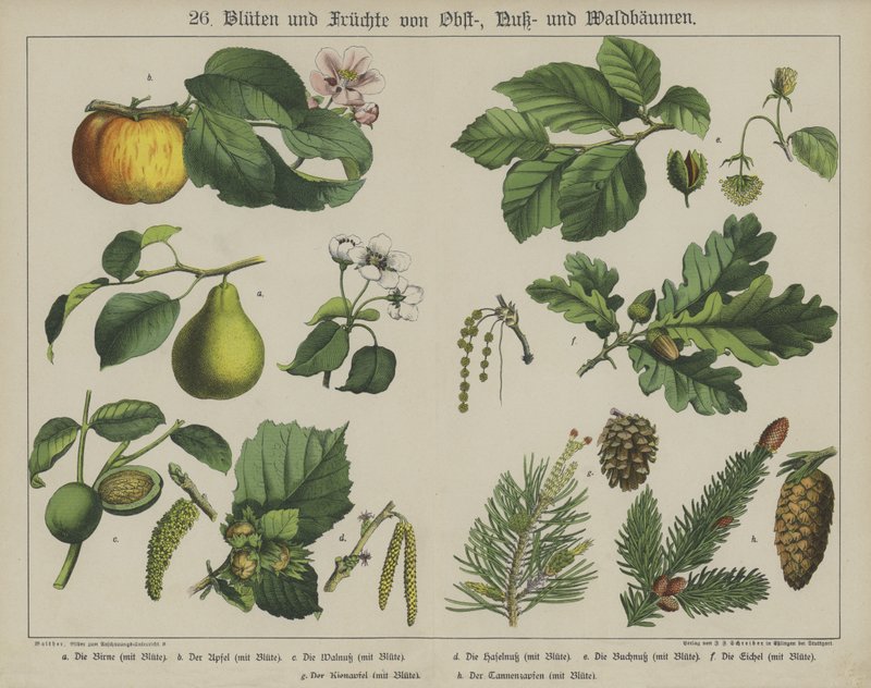Plants (colour litho) بواسطة المدرسة الألمانية