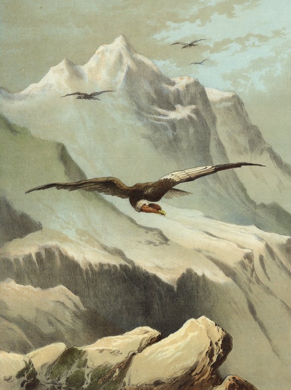 كوندور (chromolitho) بواسطة هيكتور جياكوميلي