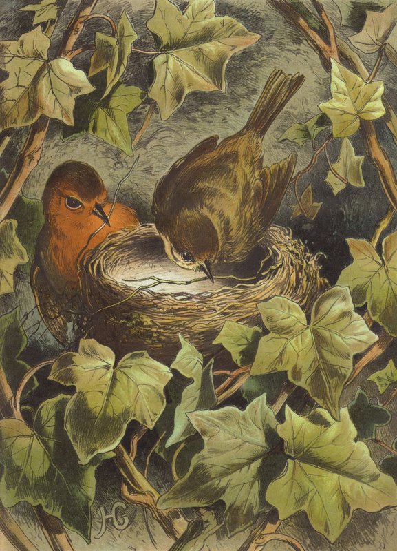 روبن ، بناء العش (chromolitho) بواسطة هيكتور جياكوميلي