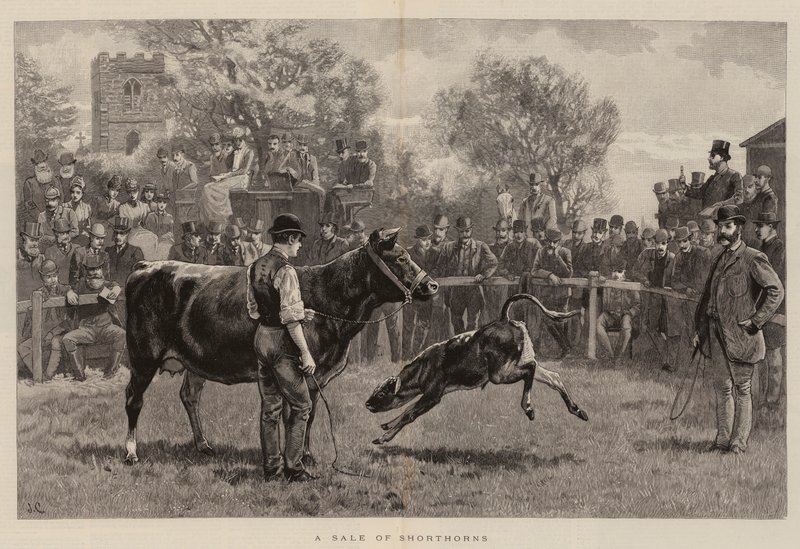 بيع Shorthorns بواسطة جون تشارلتون