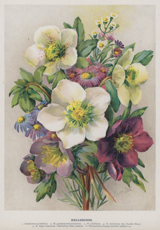 Hellebores بواسطة ماري لو