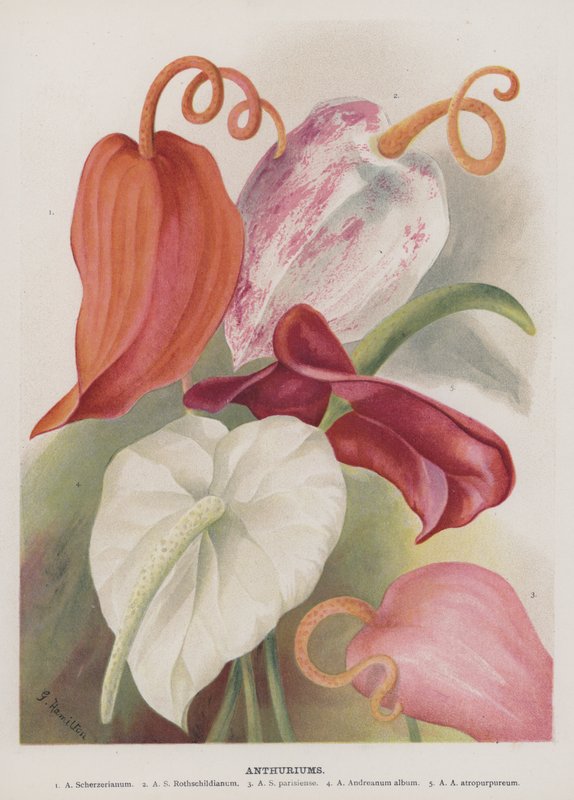 Anthuriums بواسطة غير معروف غير معروف