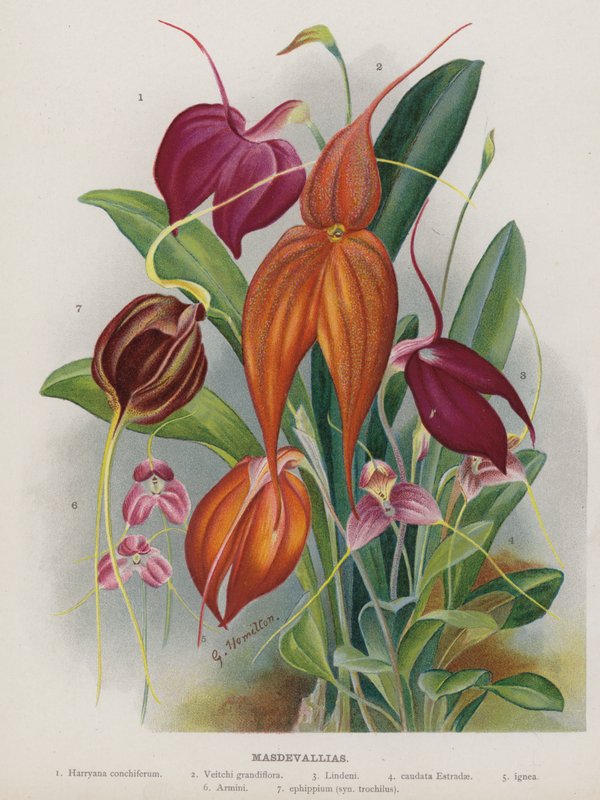Masdevallias بواسطة غير معروف غير معروف