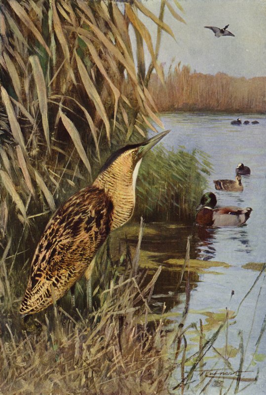 Bittern بواسطة بعد فيلهلم كونرت
