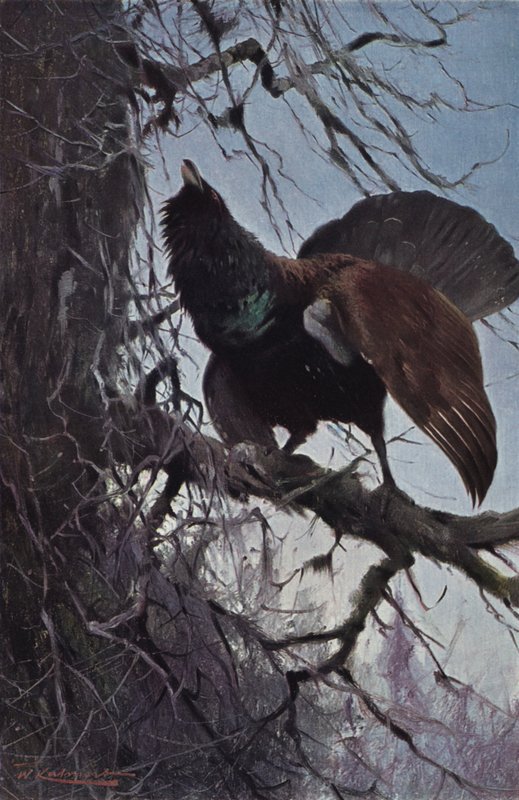 Capercaillie بواسطة بعد فيلهلم كونرت