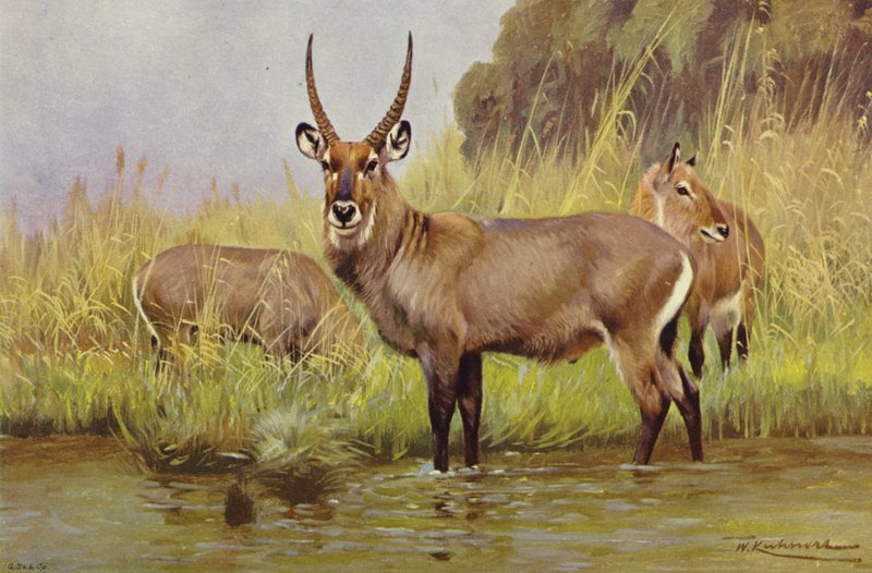 Waterbuck بواسطة بعد فيلهلم كونرت